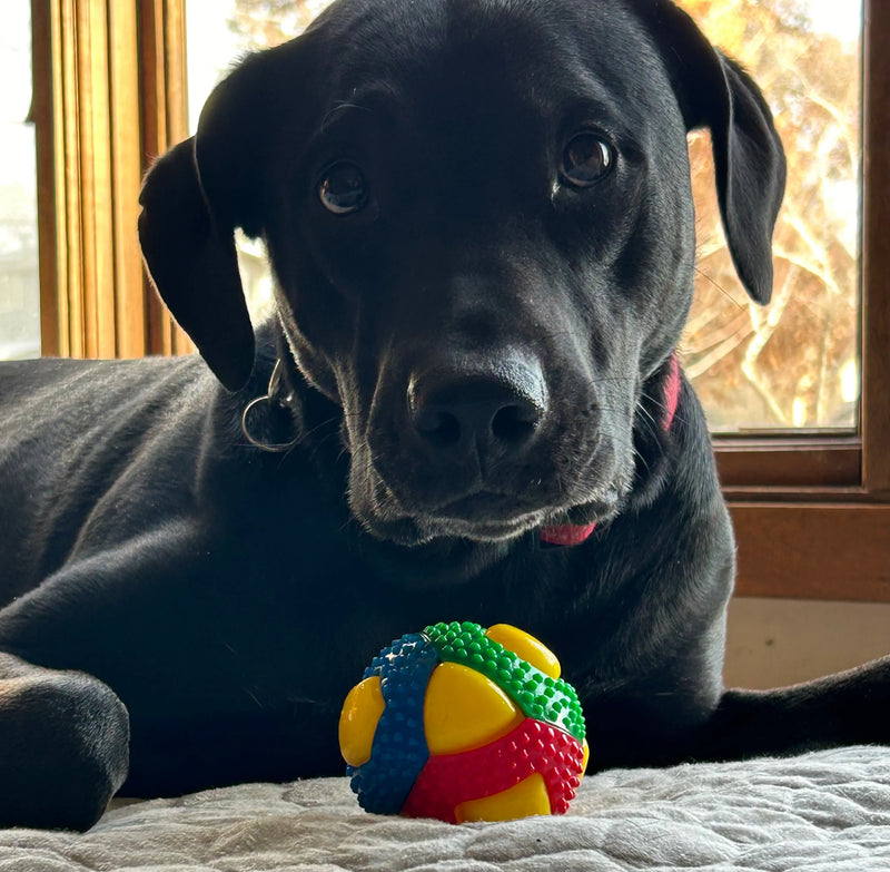The Dopamine Hit of Dog Toys